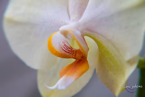 Orchidea