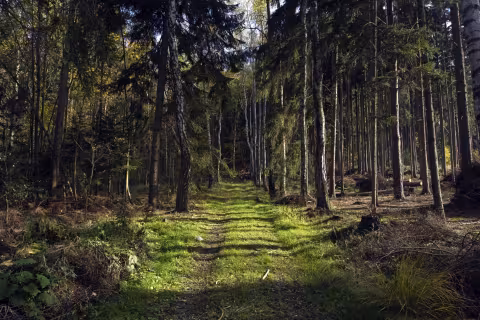 Lesní cesta