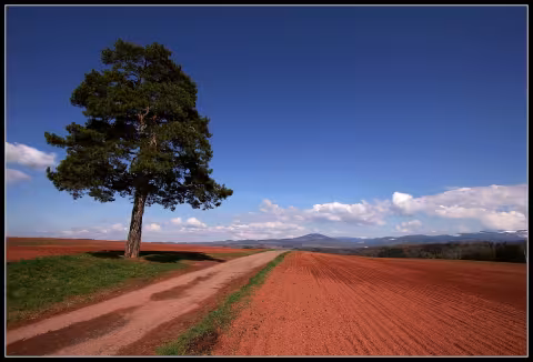 Borovice